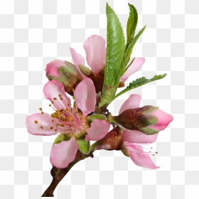 Blossom Png Transparent Image - Peach Blossom Flowers Png, Png Download - blossom png
