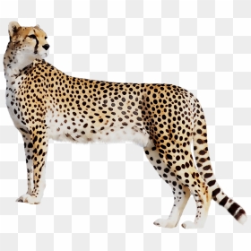 Download Panther Leopard Cat Tiger Black Cheetah Clipart - Cheetah Png, Transparent Png - cat clipart png