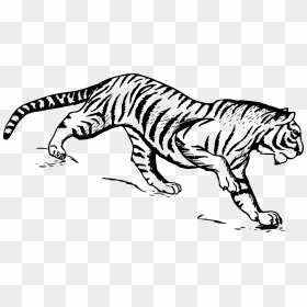 Art,monochrome Photography,carnivoran - Tigers Drawings, HD Png Download - tiger clipart png