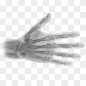 X Ray Image Png, Transparent Png - skeleton hand png