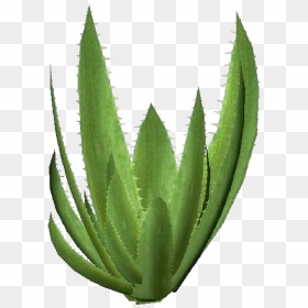 3d Flowers - Aloe Vera - Acca Software - Planta Aloe Vera Png, Transparent Png - aloe png