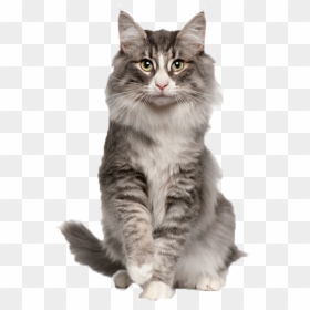 Cats Png Clipart - Norwegian Forest Cat Sydney, Transparent Png - cat clipart png
