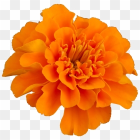 Mexican Marigold Flower Pot Marigold Plant Household - Transparent Marigold Flower Png, Png Download - mexican flowers png