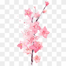 Watercolor Plum Blossom Transparent Decorative - Korean Cherry Blossom Drawing, HD Png Download - blossom png