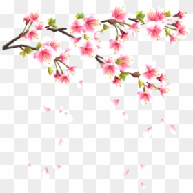 Flower Flowerpentals Pentals Pental Falling Pink - Japanese Cherry Blossom Transparent Background, HD Png Download - blossom png