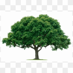 Strong Tree Png - Дерево Png, Transparent Png - big tree png