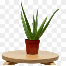 Transparent Table Plant Png - Coffee Table, Png Download - aloe png