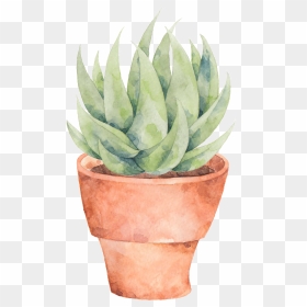 This Graphics Is A Plate Of Aloe Png Transparent About - Watercolor Succulent In Pot, Png Download - aloe png