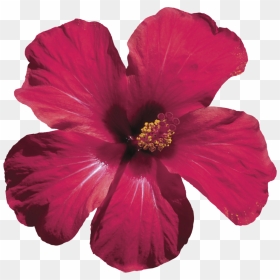 We Handcraft Each Floral Elixir With Love - Hibiscus Flower Png Transparent, Png Download - real flowers png