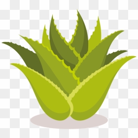 Aloe, HD Png Download - aloe png