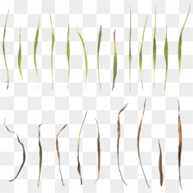 Megascan Grass, HD Png Download - grass blade texture png