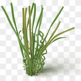 Chives, HD Png Download - grass blade texture png