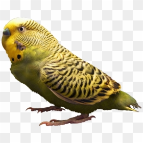 Budgie Transparent Background, HD Png Download - budgie png