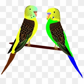Clip Art Parakeet, HD Png Download - budgie png