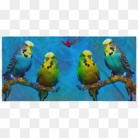 Budgerigar, HD Png Download - budgie png