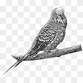 Budgie, HD Png Download - budgie png