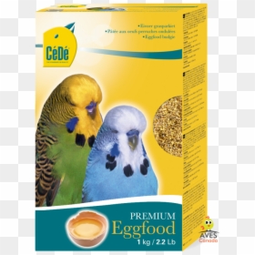Cede Budgies, HD Png Download - budgie png