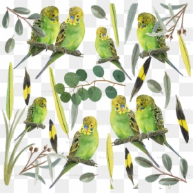 Budgie, HD Png Download - budgie png
