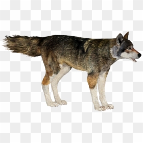 Mackenzie River Husky, HD Png Download - red wolf png