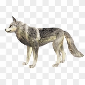 Dog Yawns, HD Png Download - red wolf png