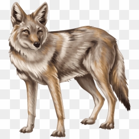 Coyote Png, Transparent Png - red wolf png