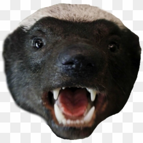 Honey Badger Png, Transparent Png - honey badger png