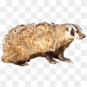 Animals With No Background, HD Png Download - honey badger png