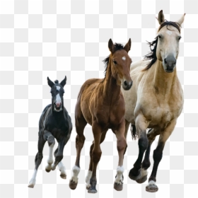 Small Medium Large Horses, HD Png Download - colt png