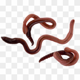 Worm Earthworm Background Transparent Worms - Worms Png Transparent, Png Download - worms png
