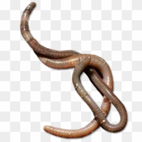 Earthworm Worm Png - Worms Png, Transparent Png - worms png