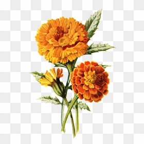Drawing Marigold Flower, HD Png Download - mexican flowers png