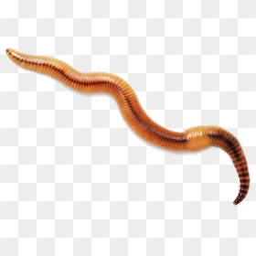 Worm Transparent Background, HD Png Download - worms png