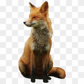 Red Fox No Background, HD Png Download - fox clipart png