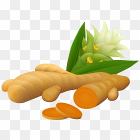 Ginger Vector Spice - Turmeric Vector, HD Png Download - turmeric png