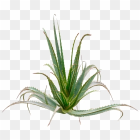 Aloe Arborescences Plant - Aloe Arborescens Png, Transparent Png - aloe png