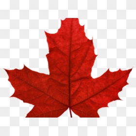 Canada Maple Leaf Png Transparent Images - Canada Red Maple Leaf, Png Download - canadian maple leaf png