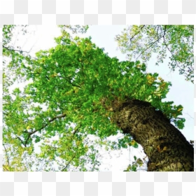 Gambel Oak, HD Png Download - big tree png