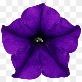 Petunia, HD Png Download - mexican flowers png