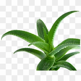 Aloe Vera - Алоэ Png, Transparent Png - aloe png