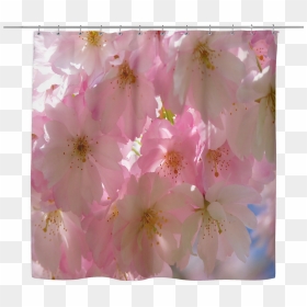 Japanese Cherry Blossom Tree Shower Curtain - Cherry Blossom, HD Png Download - japanese cherry blossom png