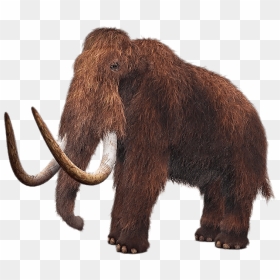 Wooly Mammoth - Dk Dinosaurs And Prehistoric Life, HD Png Download - mammoth png