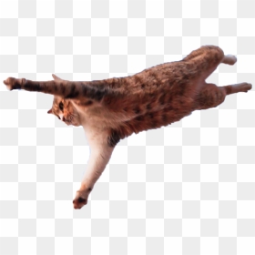 Jumping Cat Png - Believe I Can Fly Meme, Transparent Png - jumping cat png