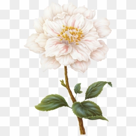 Flower - Flower Illustration, HD Png Download - mexican flowers png