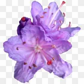 Purple Aesthetic Plants Png Transparent, Png Download - purple crown png