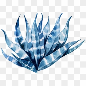 Agave Azul, HD Png Download - aloe png