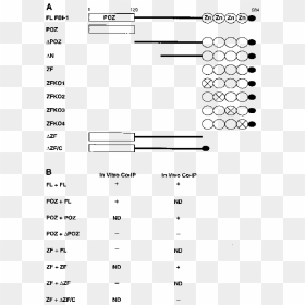 Diagram, HD Png Download - fbi png