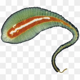Transparent Worm Marine - Transparent Png Giant Worm, Png Download - worms png