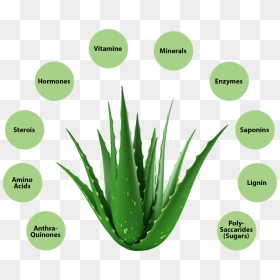 Aloe Vera Benefits - Aloe Vera Photo Download, HD Png Download - aloe png
