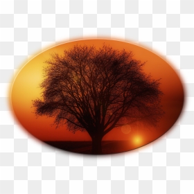Tree, HD Png Download - big tree png