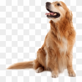 Golden Retriever Old Png, Transparent Png - annoying dog png